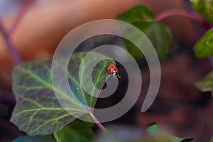 Single ladybug walking on green leaf