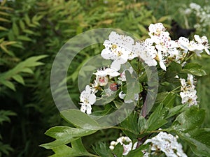 Single ladybug on a white blossom in spring