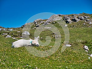 A single lamb asleep on a grassy, rock topped hill on the south of the island of Harris in the Outer Hebrides, Scotland, UK.