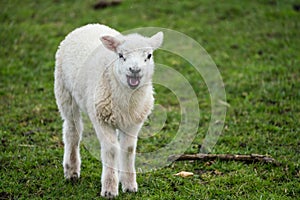 Single lamb bleating while facing camera in the rain