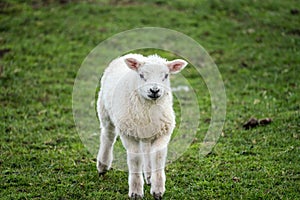 Single lamb facing camera in the rain