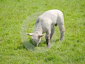 A Single Lamb