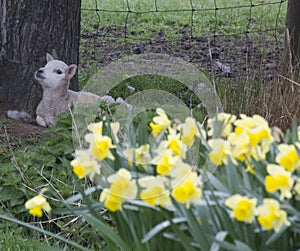 Single lamb laying by a tree with spring daffodils in the foreground