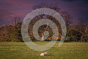 A Single lamb, Mature Knarly Trees in Inverkip at Sunset