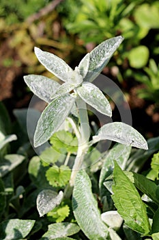 Single Lambs ear or Stachys byzantina ornamental plant with spike like stems and thick leaves densely covered on both sides with