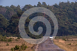 Single lane road with white car on the roadside in nature reserve.