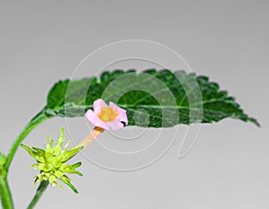 Single Lantana flower