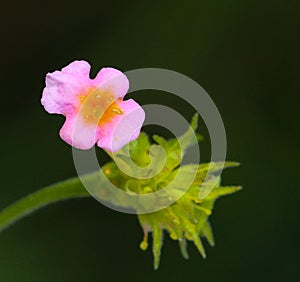 Single Lantana flower