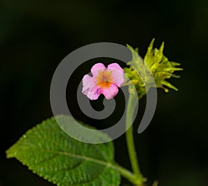 Single Lantana flower