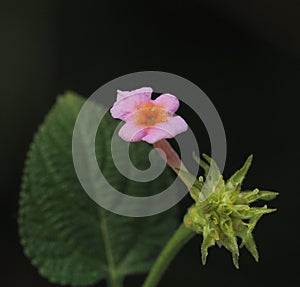 Single Lantana flower