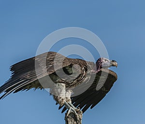 Single Lappet-Faced Vulture, Torgos tracheliotus ,