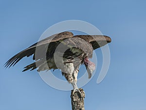 Single Lappet-Faced Vulture, Torgos tracheliotus , sitting high on tree stump,