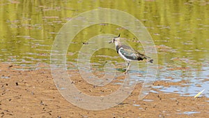 A single Lapwing bird walking in water looking for food