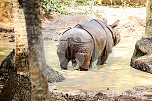 Single large adult rhinoceros without horn pissing in green pond water in zoo