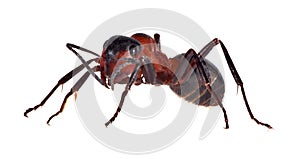 Single large brown forest ant isolated on white