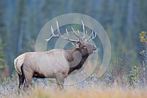 Bull elk calling photo