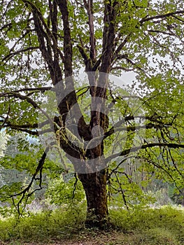 A single large maple tree with dark branches and bright green leaves on a misty fall evening.