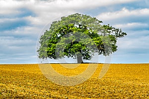 Single Large Oak Tree in Field - Oxfordshire United Kingdom