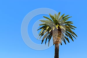 Single large palm on bay