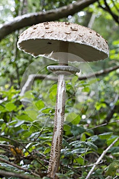 A single large parasol mushroomgrowing in woodland