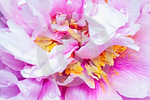 A single large peony flower in blossom