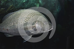 A single large scaly oceanic fish in an aquarium