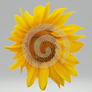Single Large sunflower