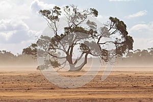 A single large tree  in a farm paddock with a passing dust storm in country south australia on 20th June 2020