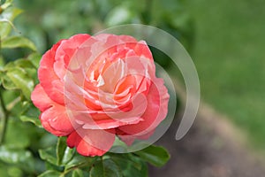 Single large vibrant pink rose in full bloom