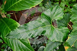 Single large wavy leaf with ruffled edges of  exotic `Anthurium Brownii` plant photo