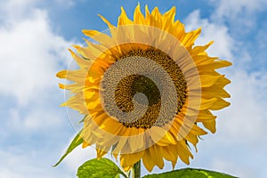 Sunflower against blue sky with small bee