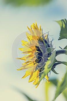 Single large yellow sunflower, side view