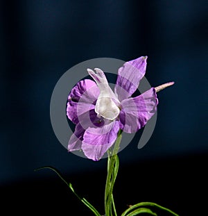 Single Larkspur flower