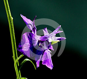 Single Larkspur flower