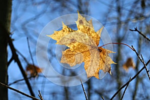 Single last yellow maple leaf hangs on the branch in the forest in autumn day closeup