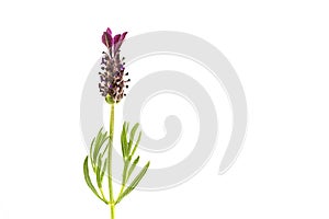 Single lavender flower isolated against white background