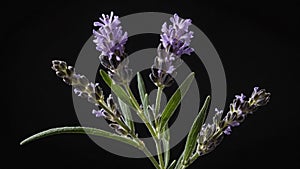 single lavenderherb in a black ai generated