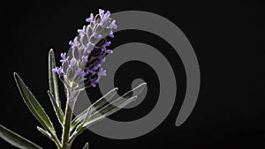 single lavenderherb in a black ai generated