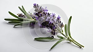 single lavenderherb in a white ai generated
