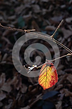 Single leaf with autumn color, illuminated by sun ray on dark background