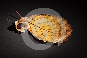 Single leaf with beechnuts on black ground