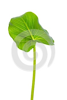 Single leaf of Calla Lily flower is isolated on white background