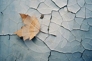 a single leaf on a cracked wall