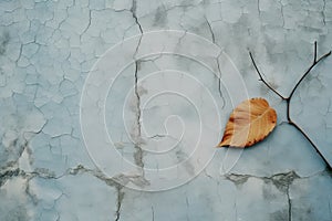 a single leaf on a cracked wall