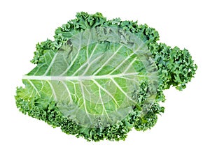 single leaf of curly-leaf kale (leaf cabbage