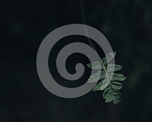 a single leaf on a dark background with an eerie atmosphere