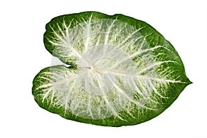 Single leaf of exotic `Caladium Aaron` houseplant with white and green colors on white background