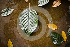 A single leaf falling in a serene forest