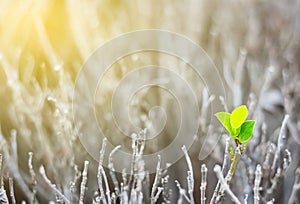 single leaf fight for survive around with dead steam and sunlight photo