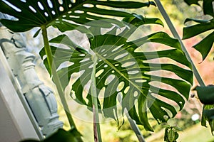 Single leaf with holes of Monstera deliciosa